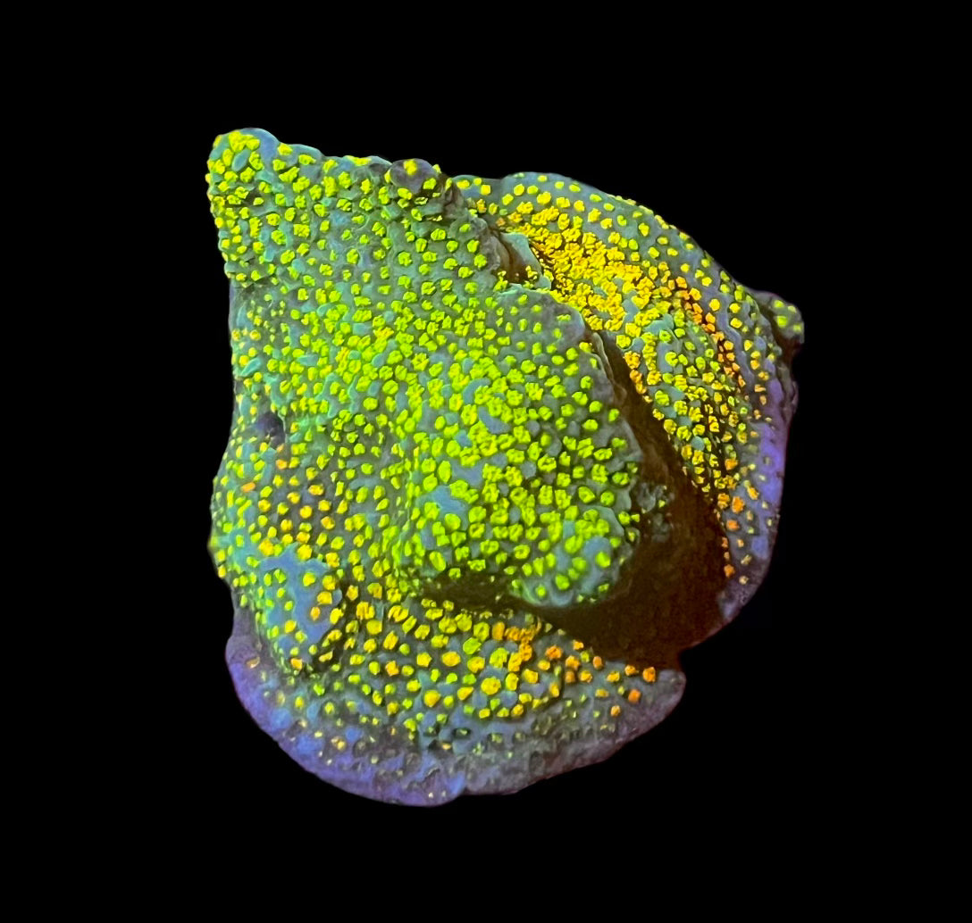 Rainbow Encrusting Montipora