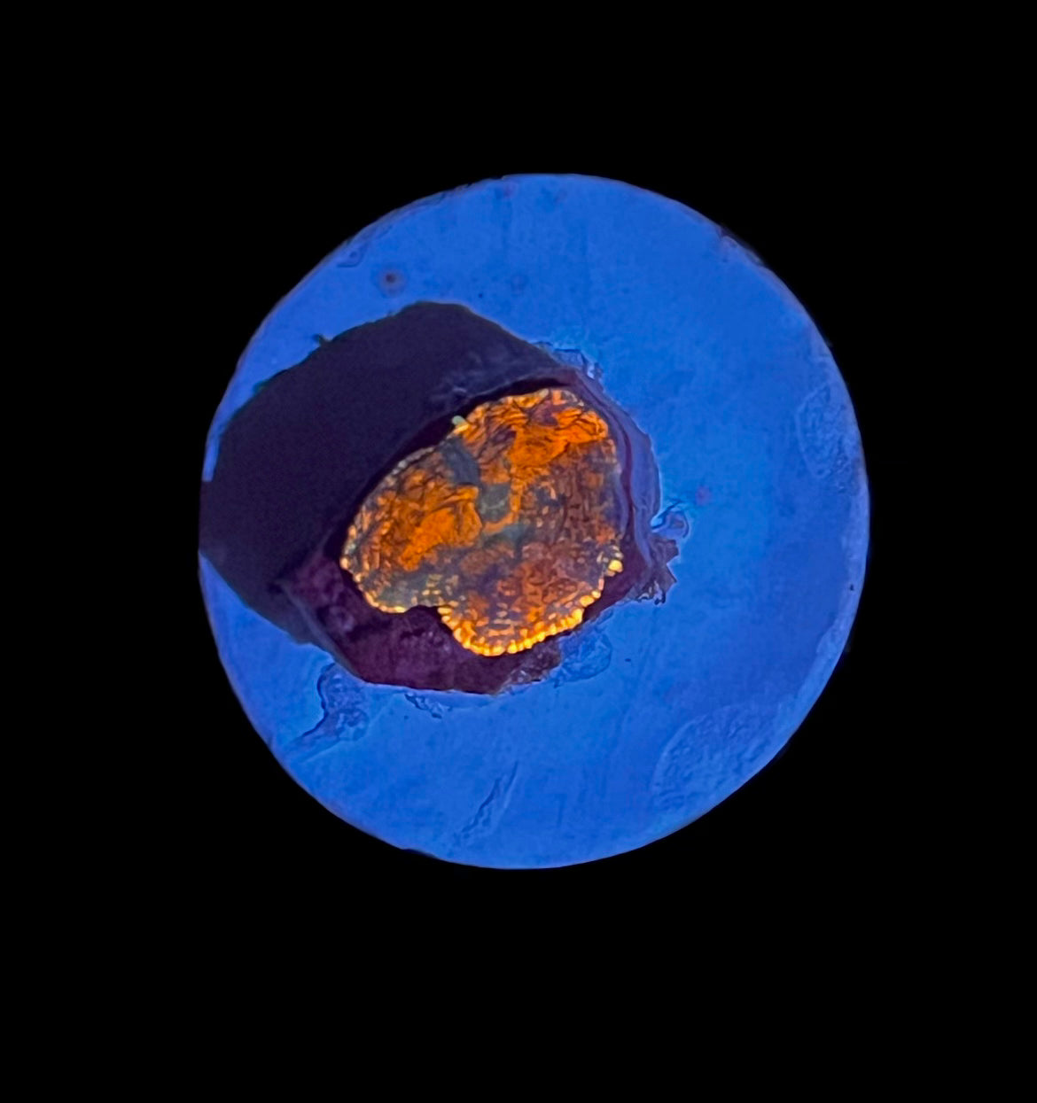 Orange Rhodactis Baby