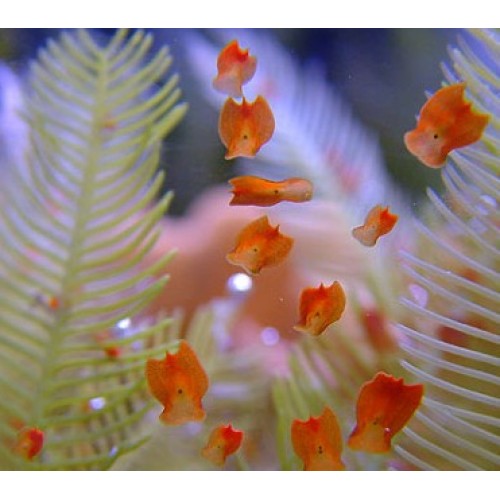 Salifert Flatworm EXit 10ml