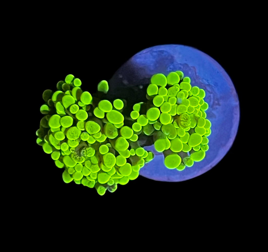 Neon Green Hammer (double head)