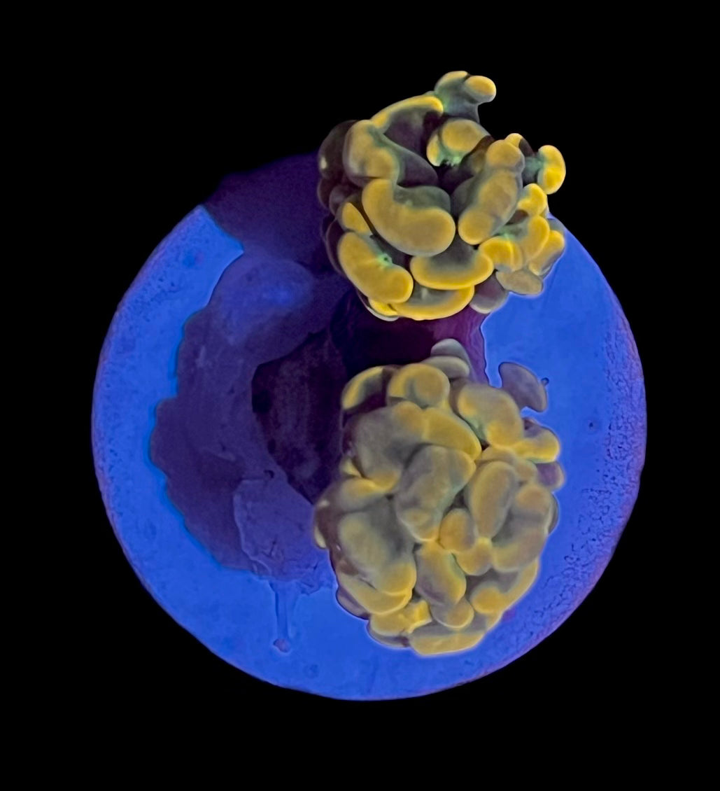 Gold Hammer (Double Head)