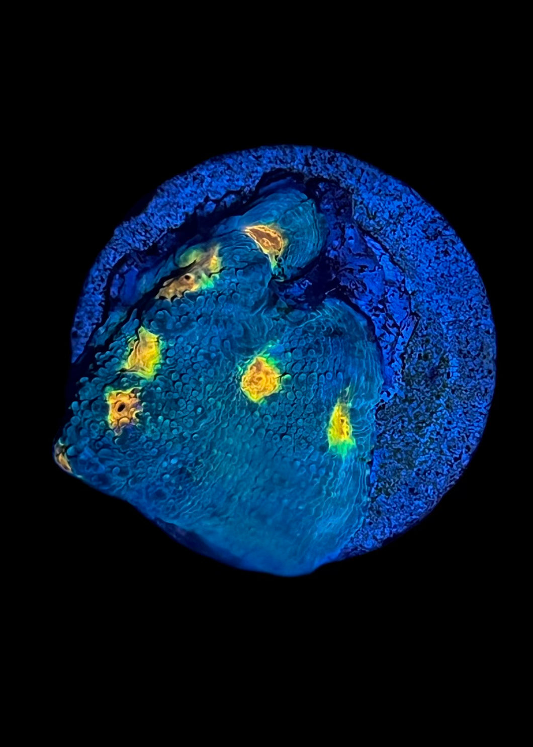 Miami Hurricane Chalice