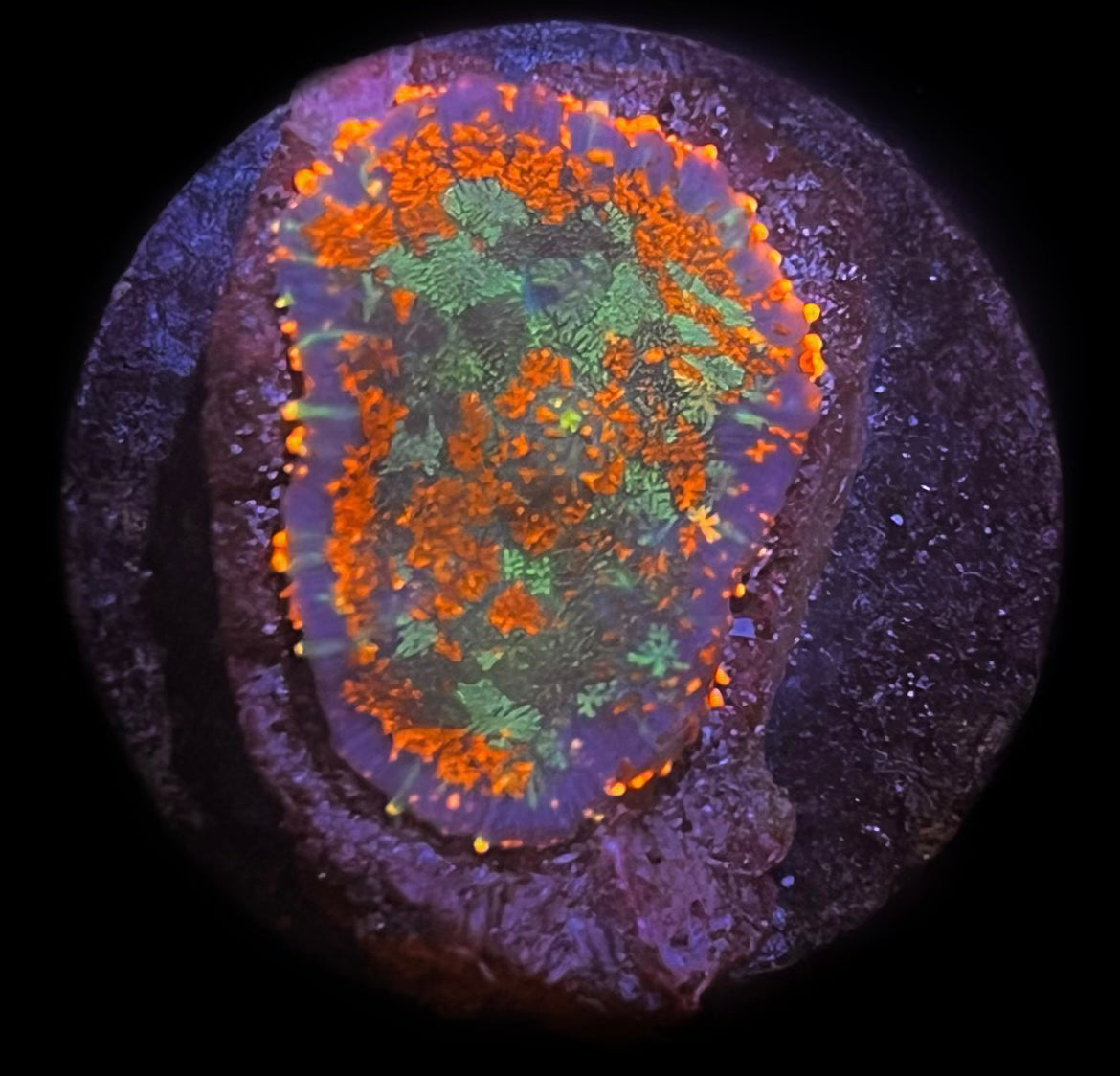 TC Lava Island Rhodactis