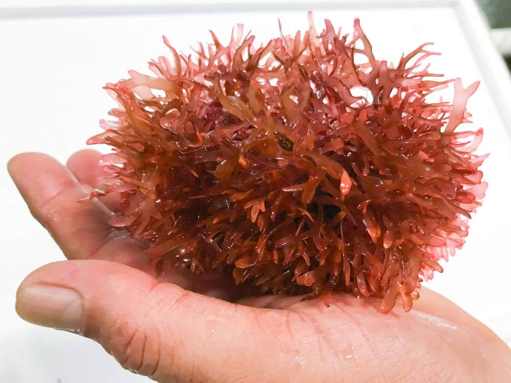 Pom Pom (Gracilaria hayi)