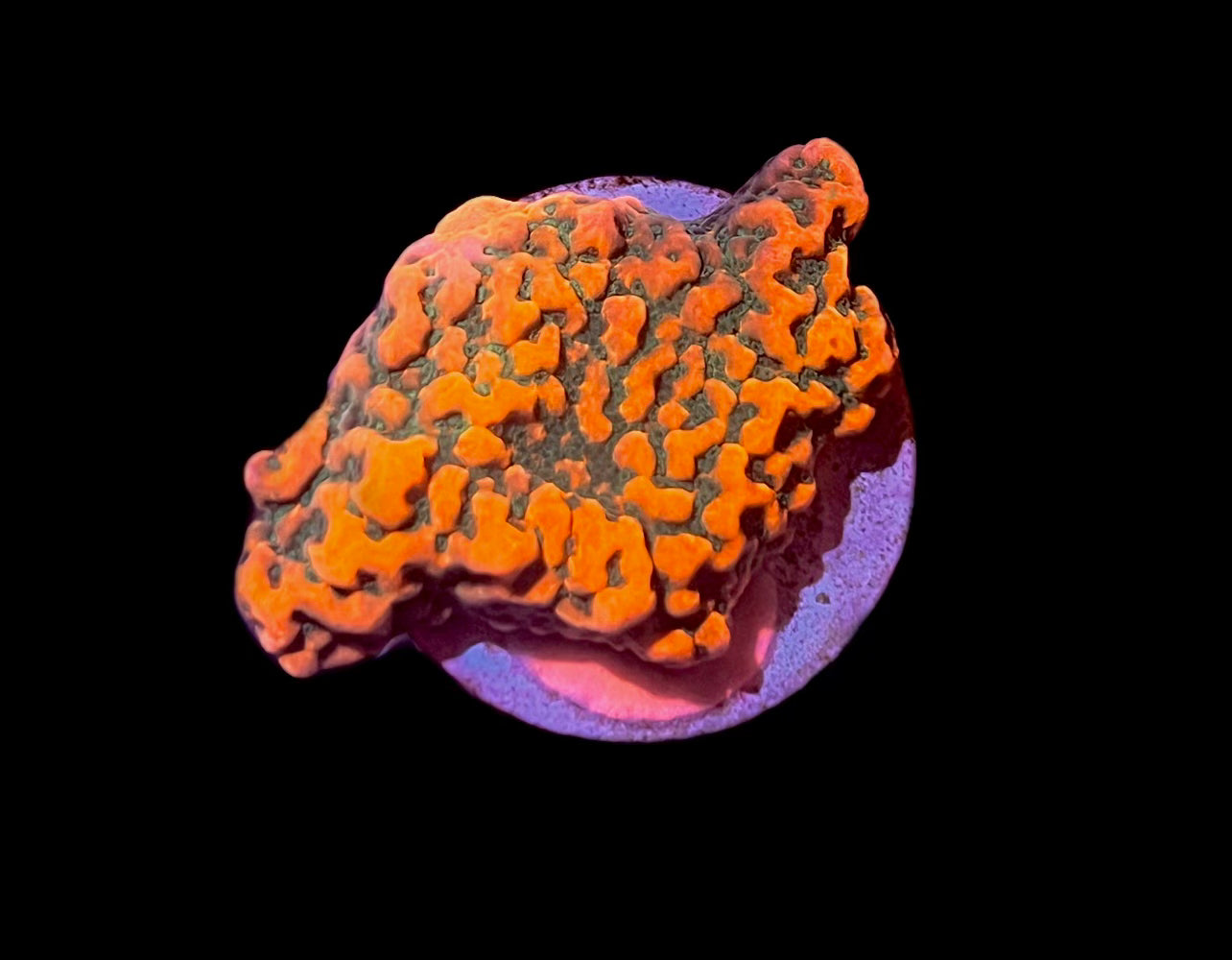 Barney the Dinosaur Montipora