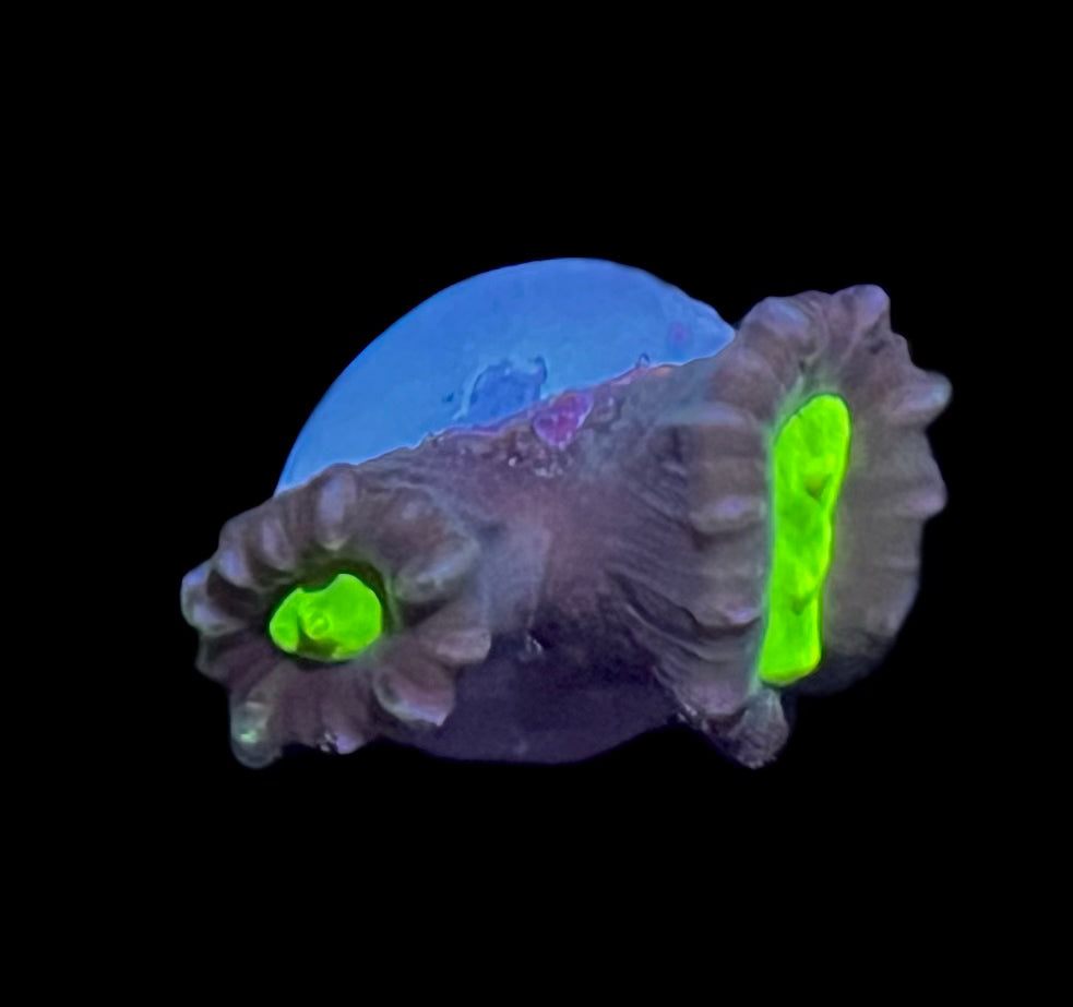 Green Eye Trumpet Coral