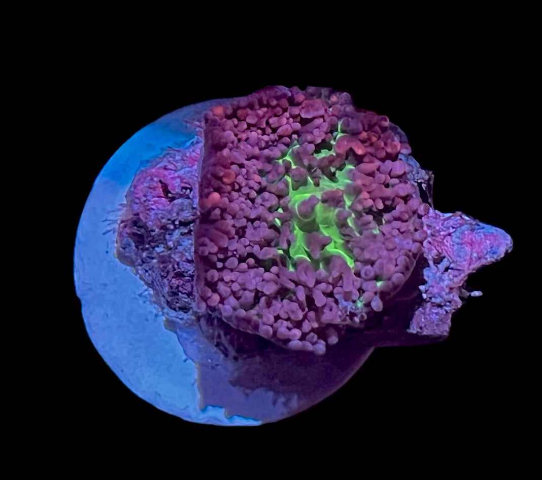 Purple Fuzzy Mushroom