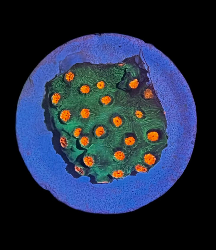 Holly Jolly Cyphastrea