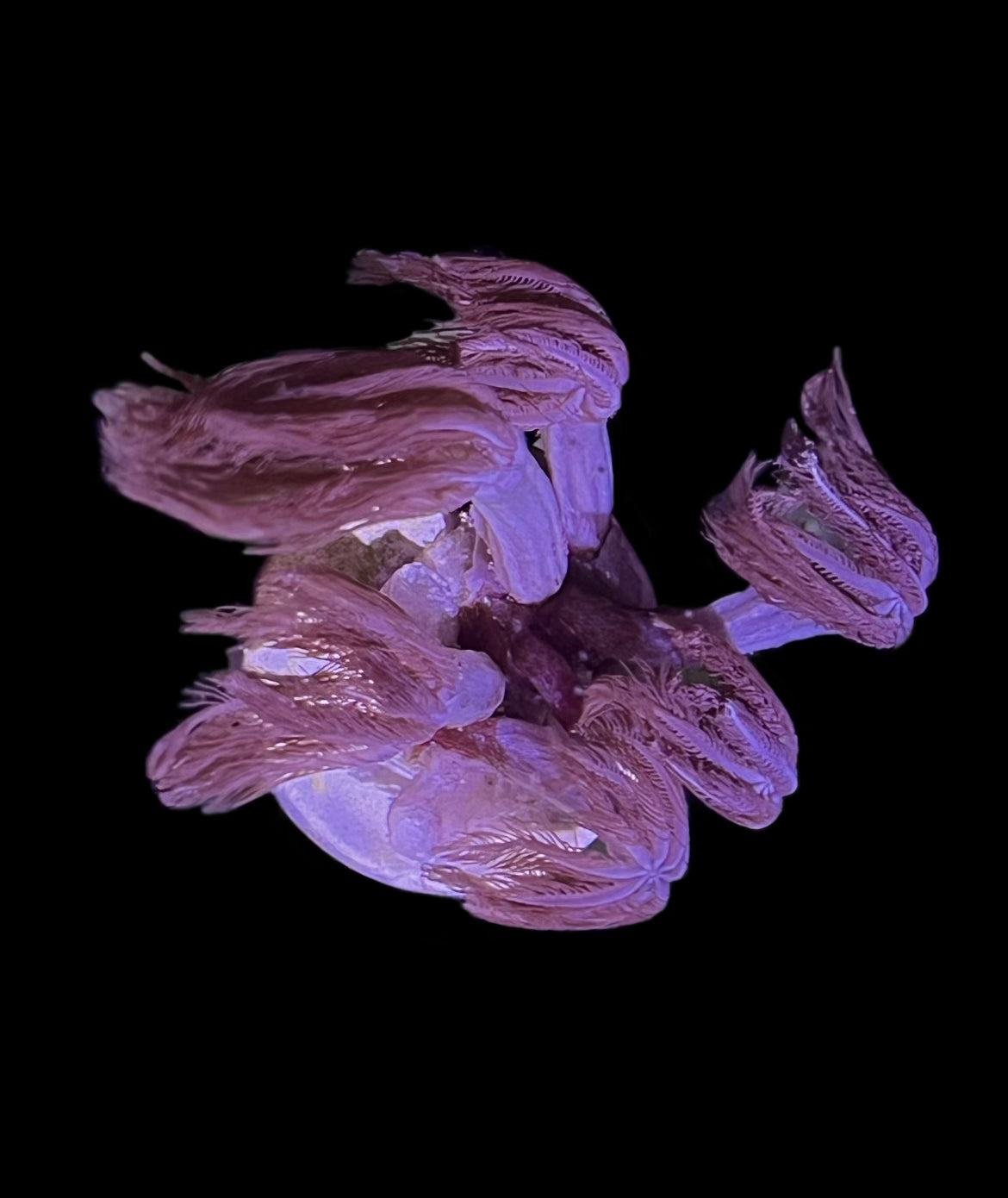 Waiving Hand Anthelia