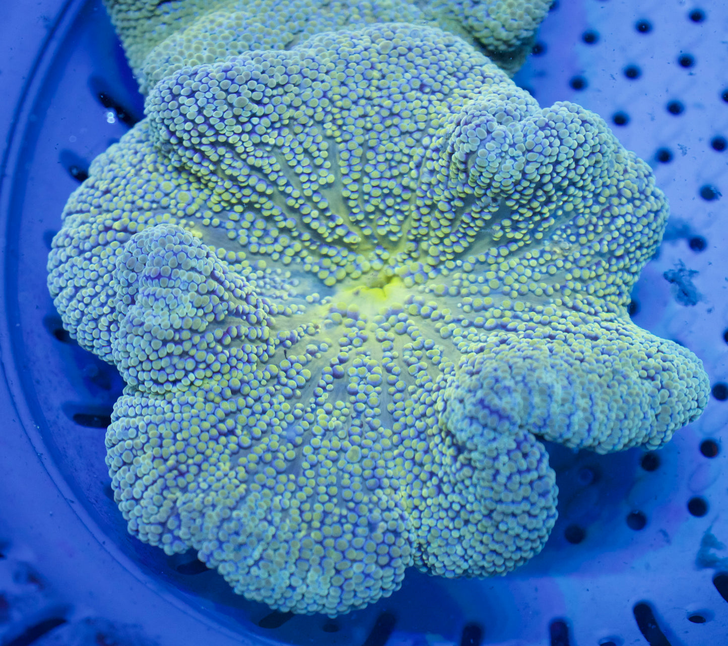 Haddoni Carpet Anemone #1 - WYSIWYG