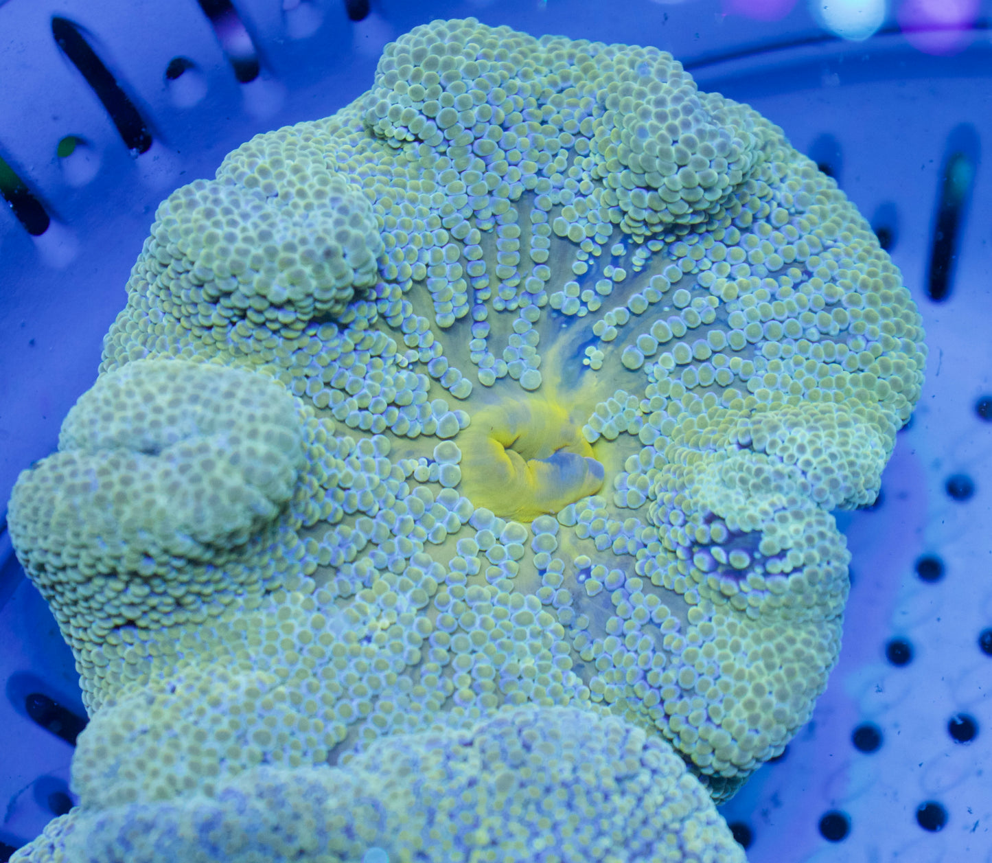 Haddoni Carpet Anemone #2 - WYSIWYG
