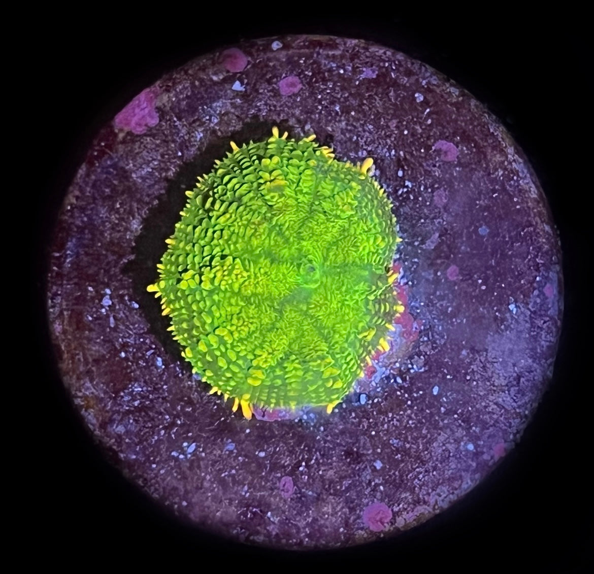 Yellow Skirt Rhodactis