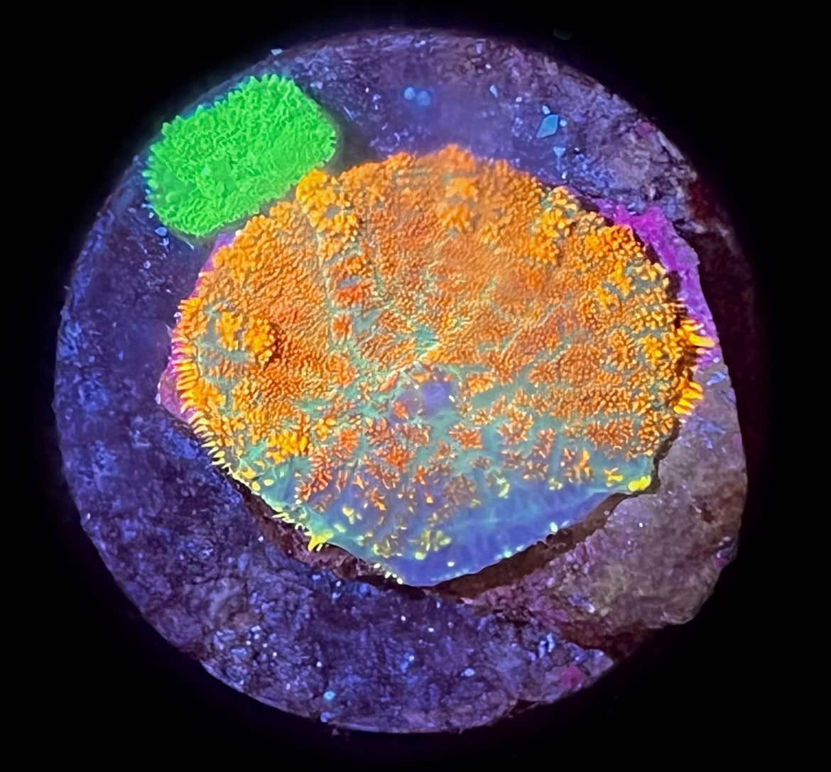 Orange Rhodactis with freebie