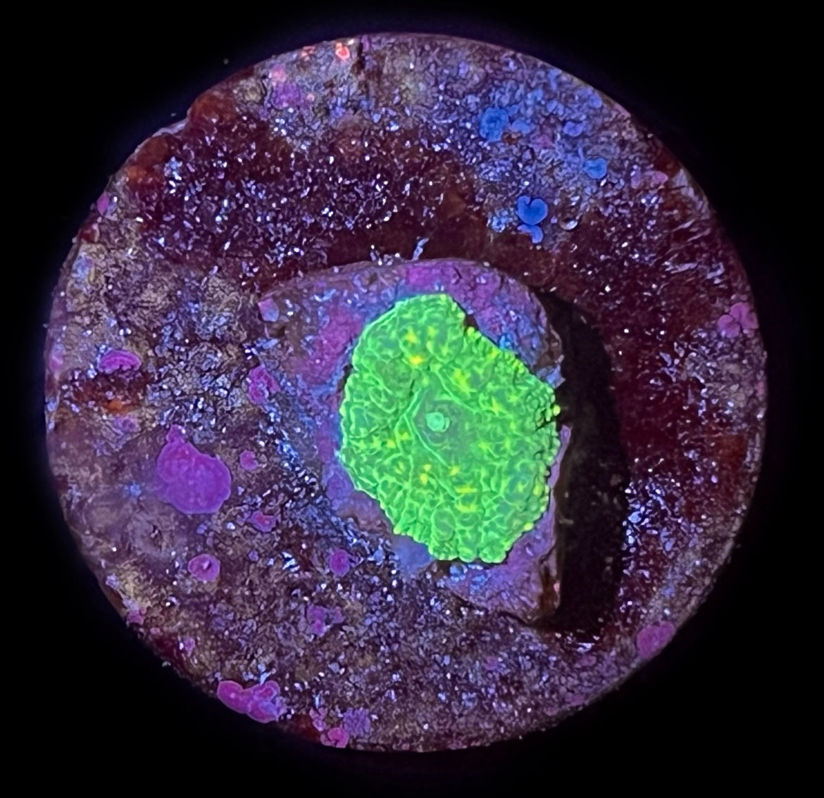 Neon Green Rhodactis