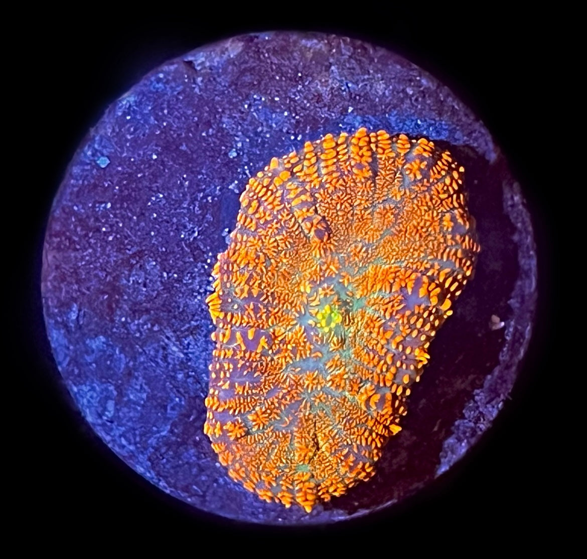 Orange Crush Rhodactis