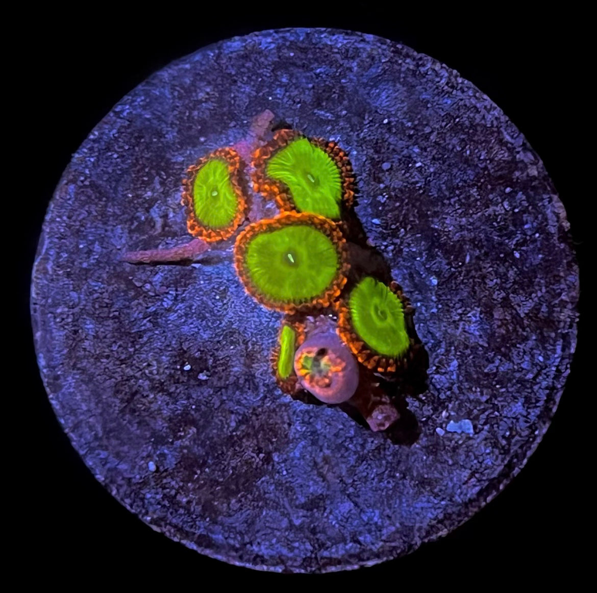 Goblins on Fire (4-7 polyps)