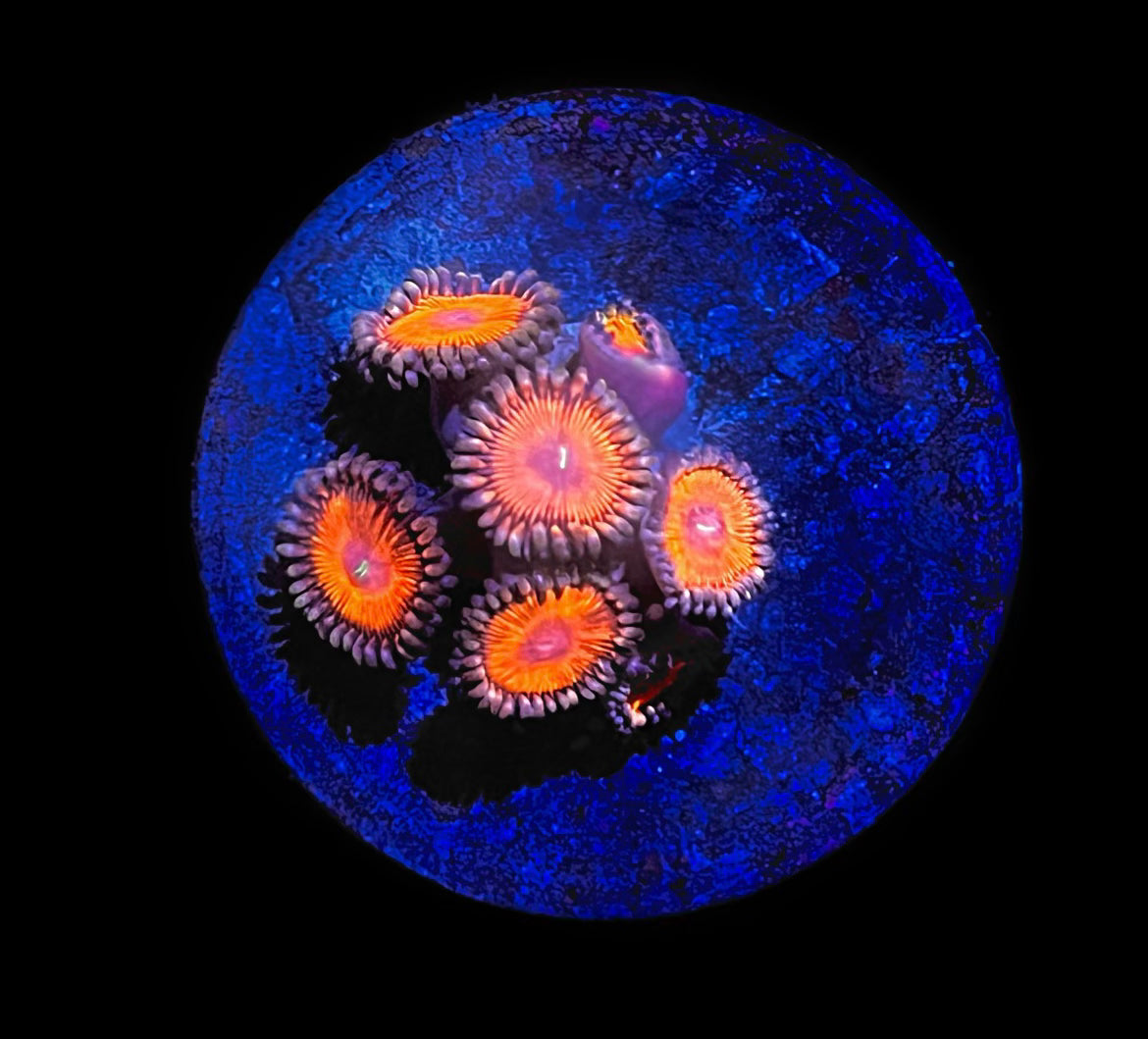 Orange Zoa (5-7 polyp)
