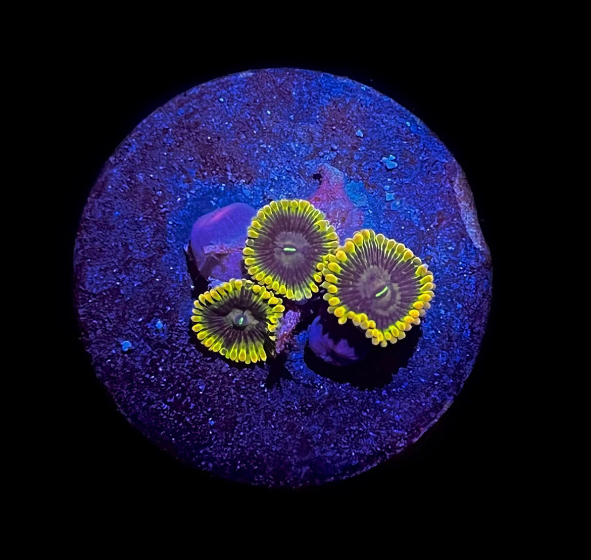 Mud Puddle Zoa (3-5 polyp)