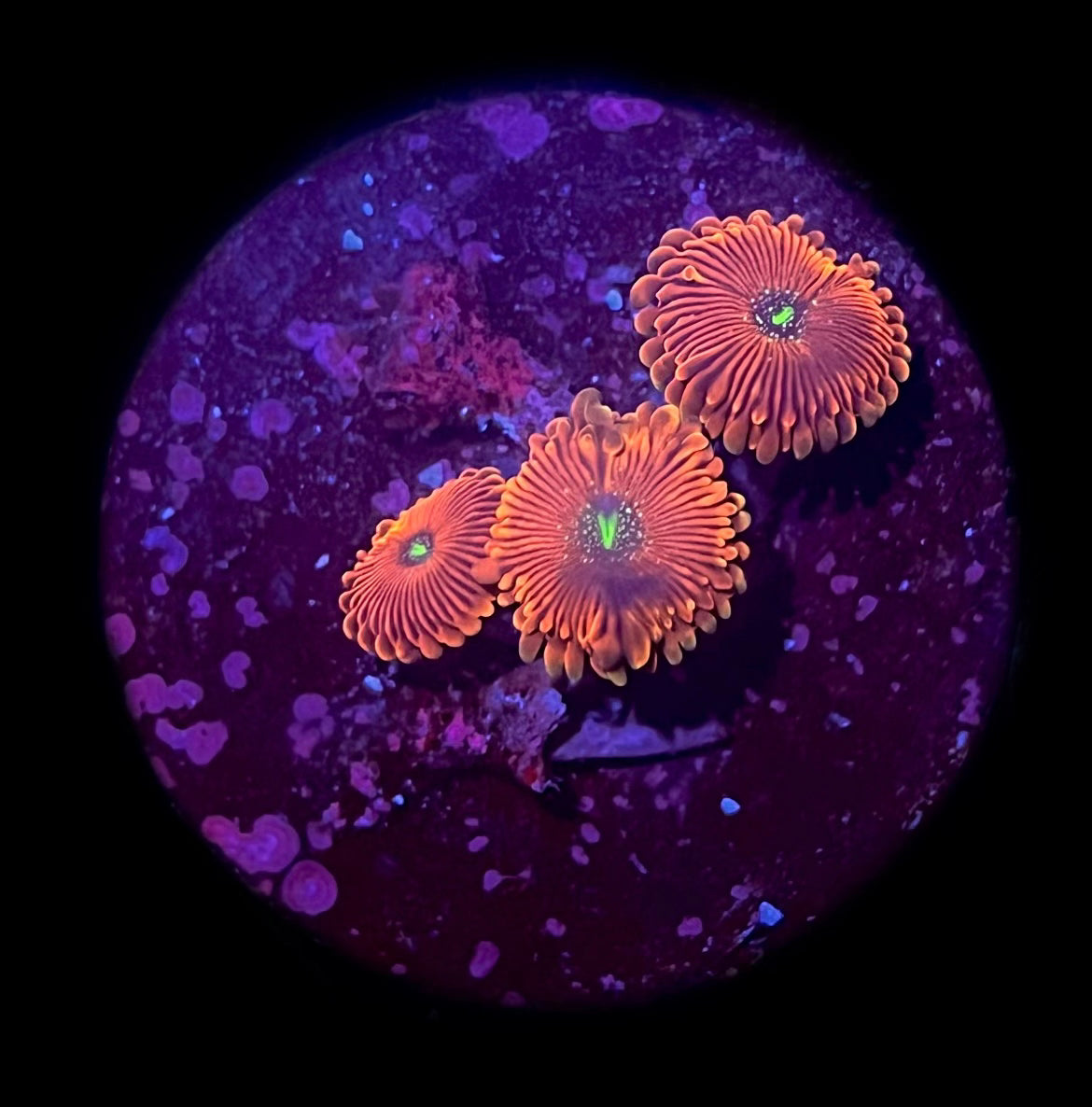 Crazy Lady (3 polyp)