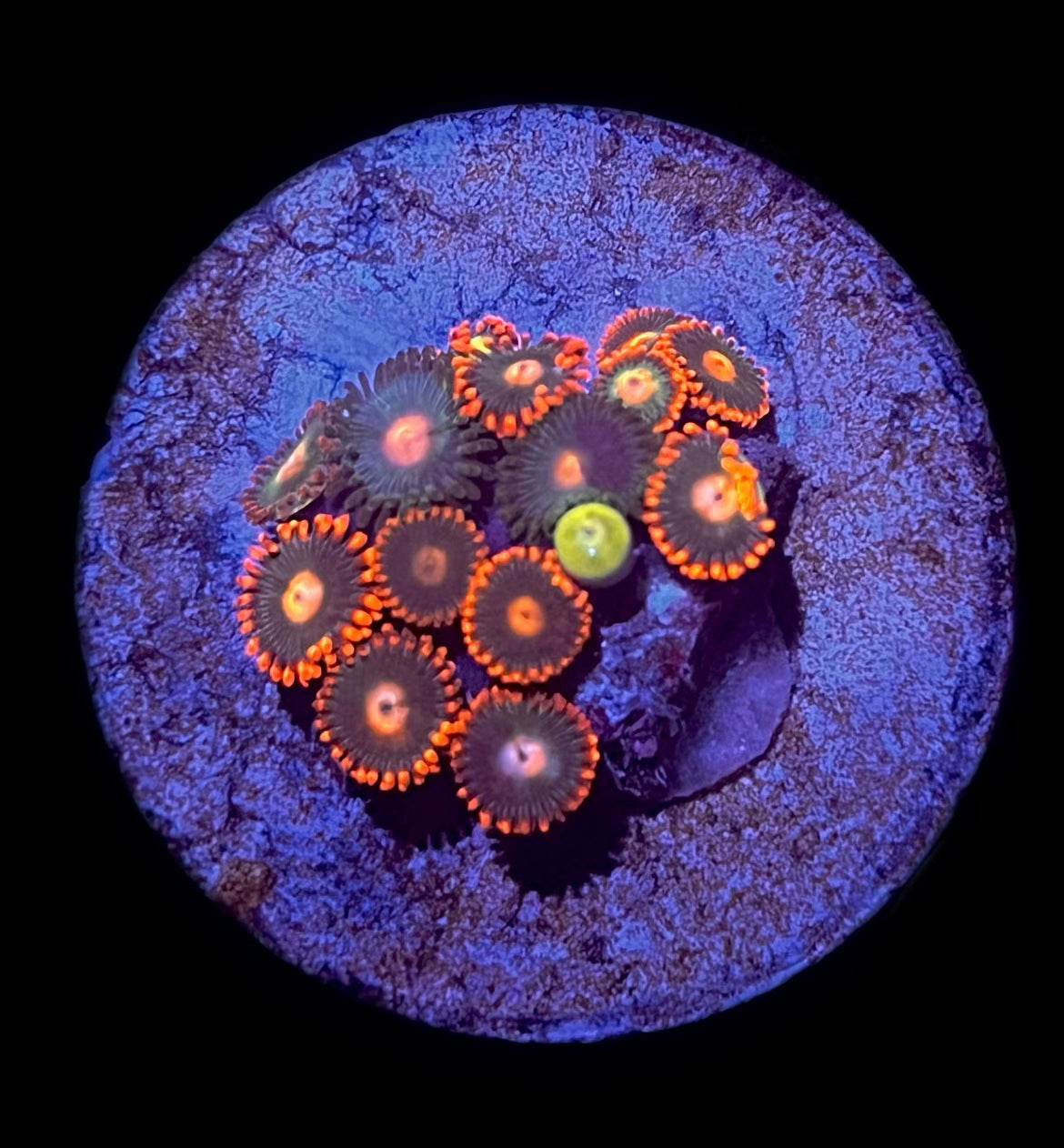 Gatorade (10 polyps)