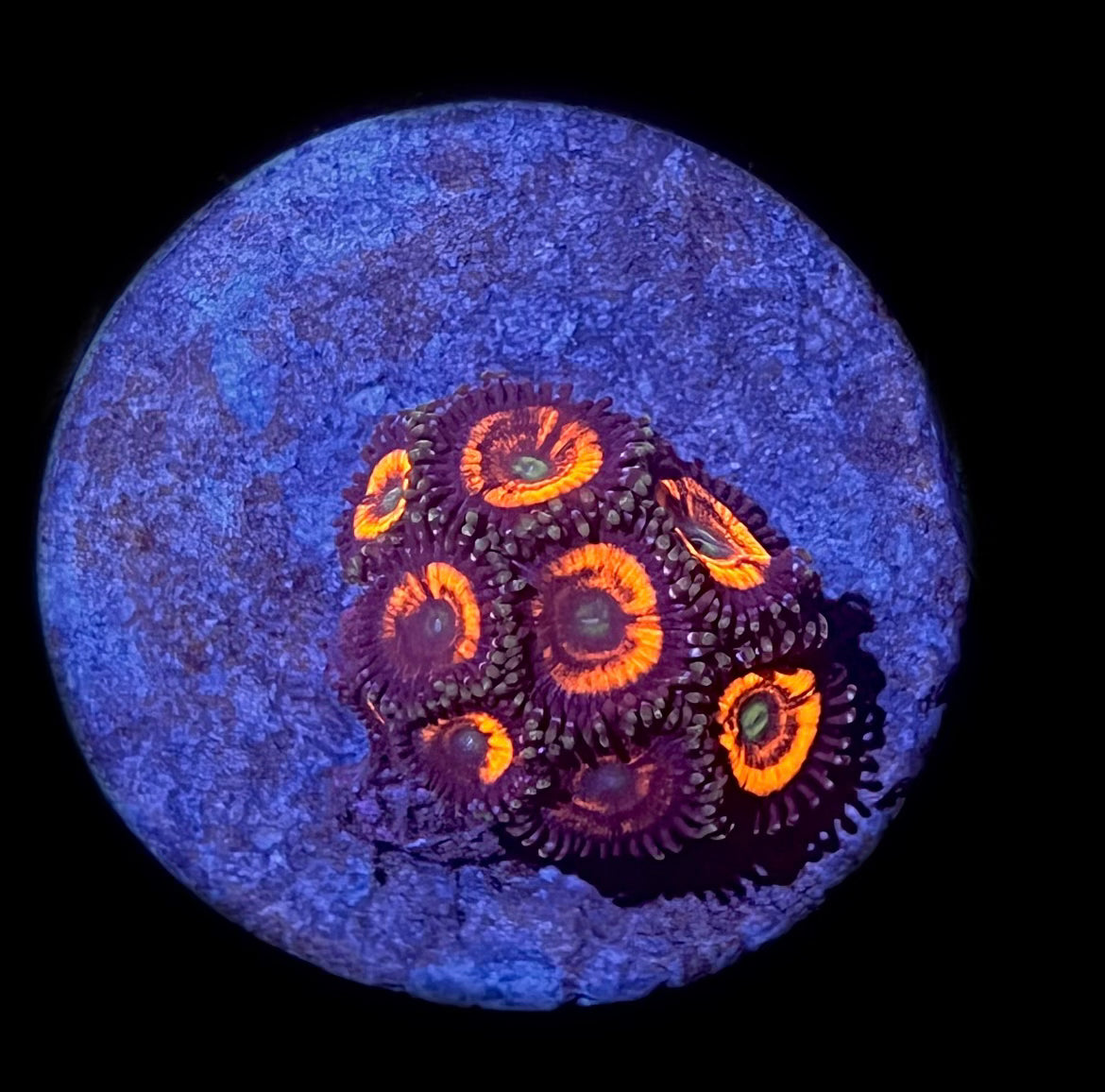 Gobstopper Zoa (6-9 polyps)