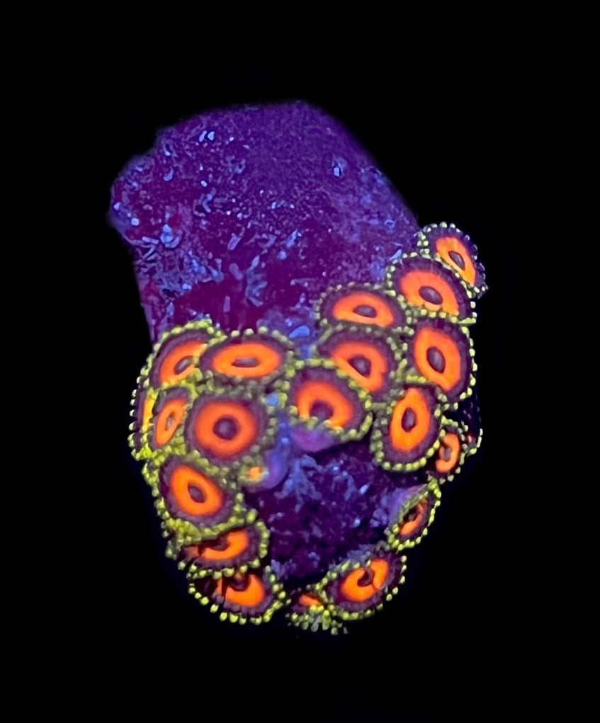 Eagle Eye Zoa (12-15 polyps)
