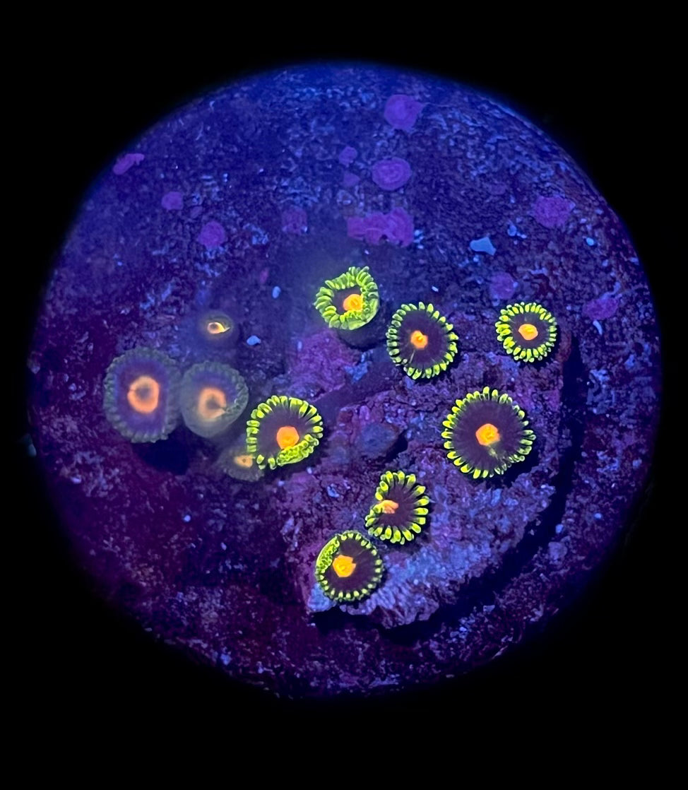 Blow Pop Zoa (8-11 polyps)