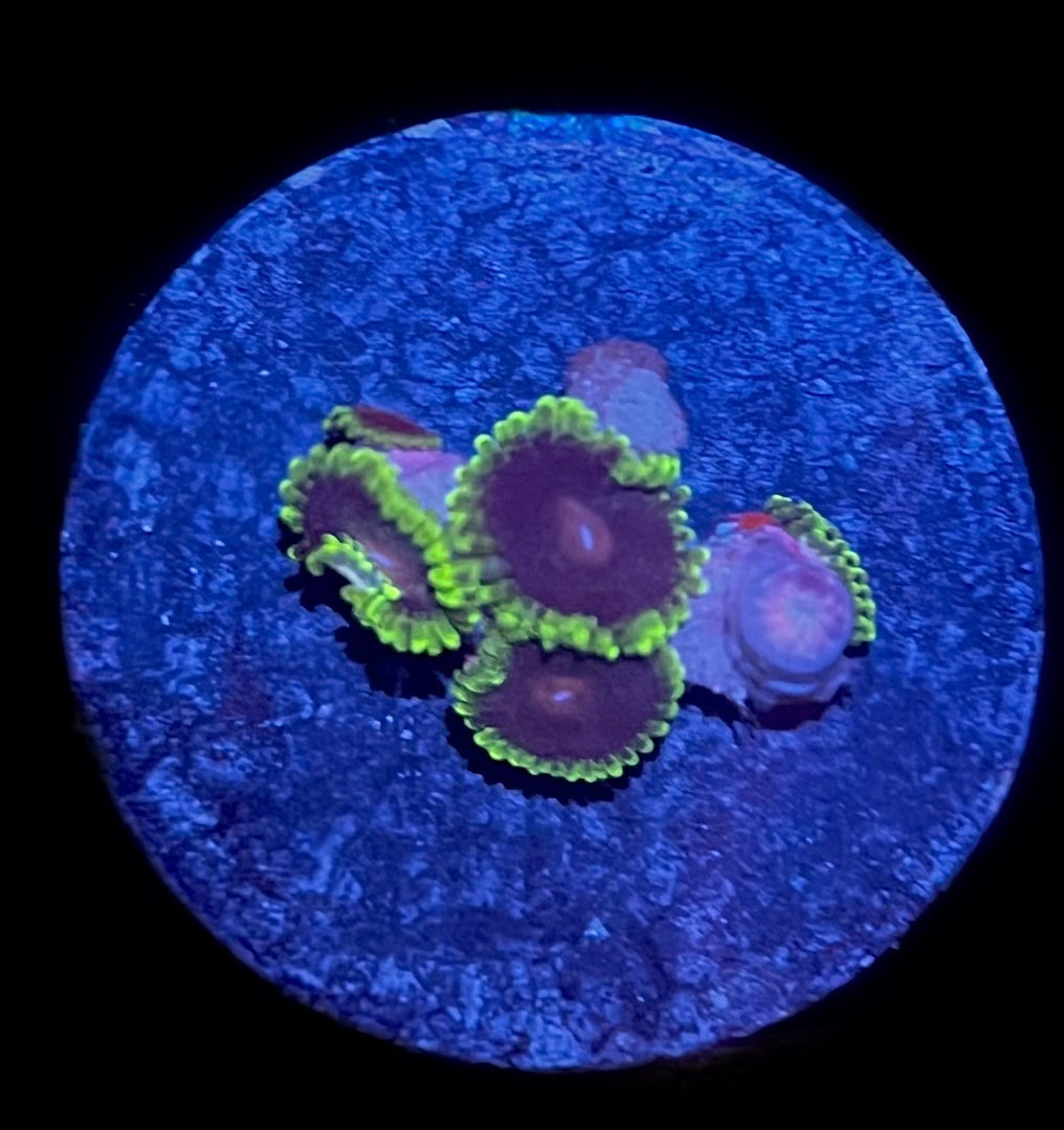 Purple People Eater (4-6 polyps)