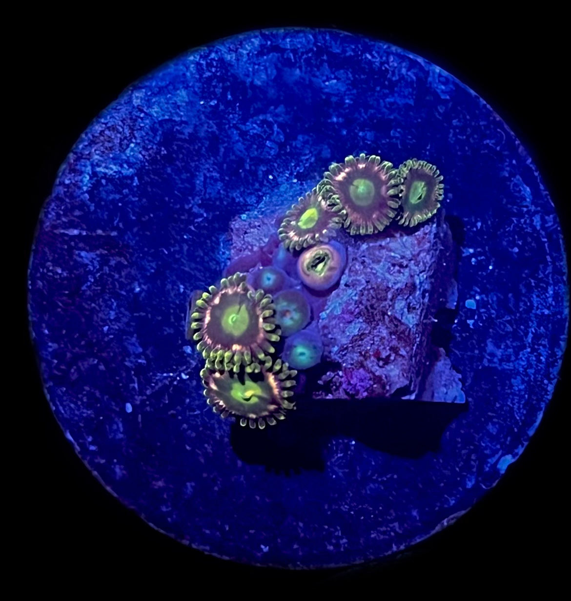 Birds of Prey (6-7 polyp)