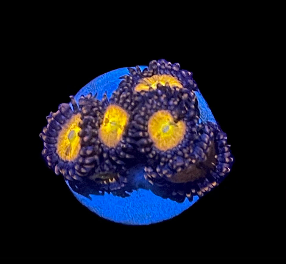 Sakurai Sunrise Zoa