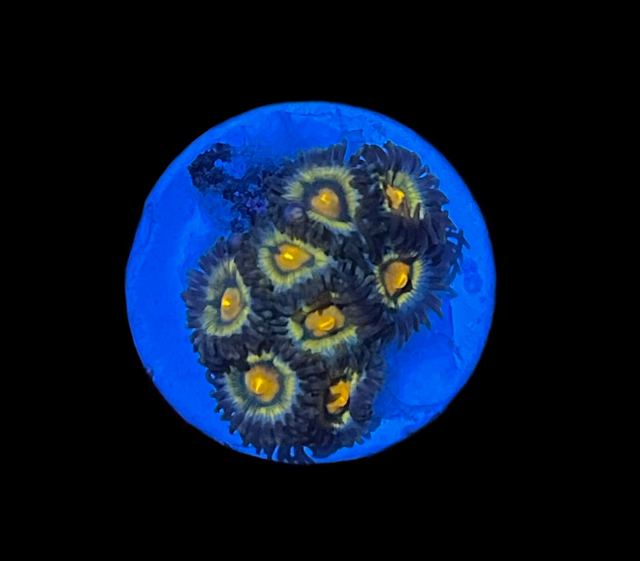 Gold Mouth Zoa