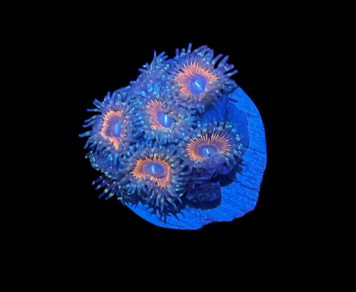 Pink Cat Eye Zoanthid