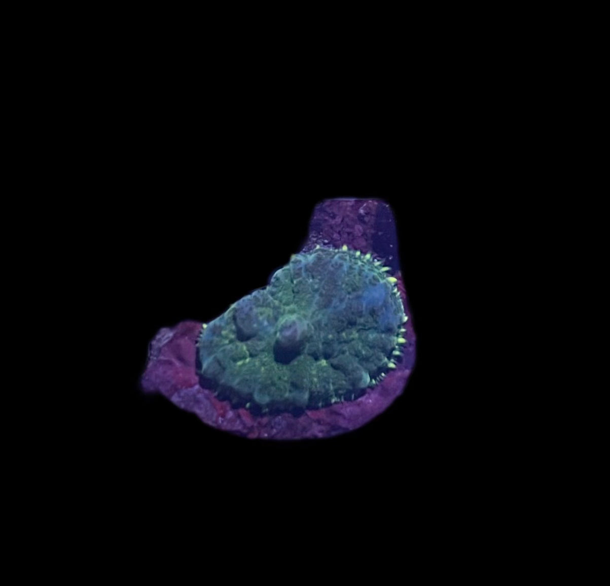 Blue/Green Rhodactis