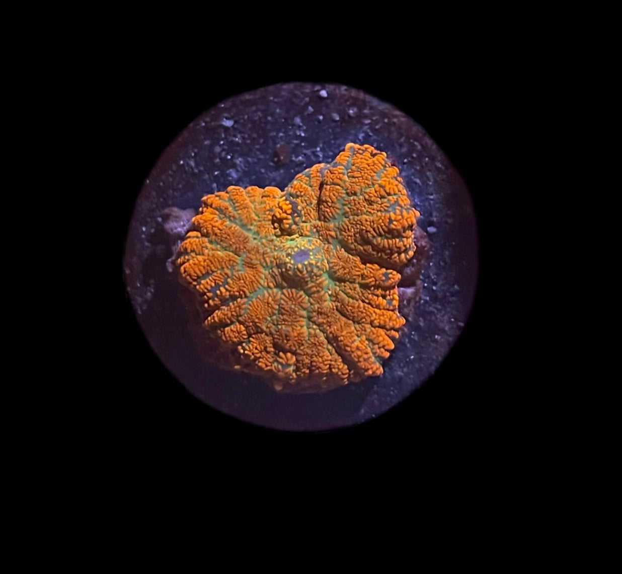 Orange Rhodactis