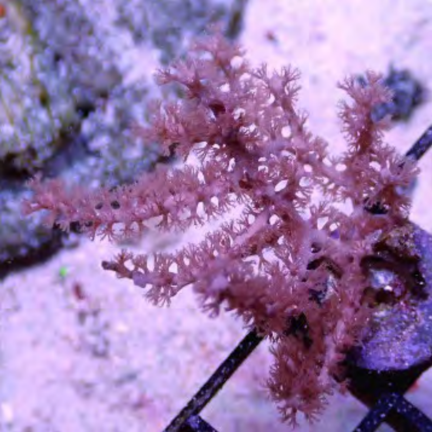 Pink/Purple Sea Whip