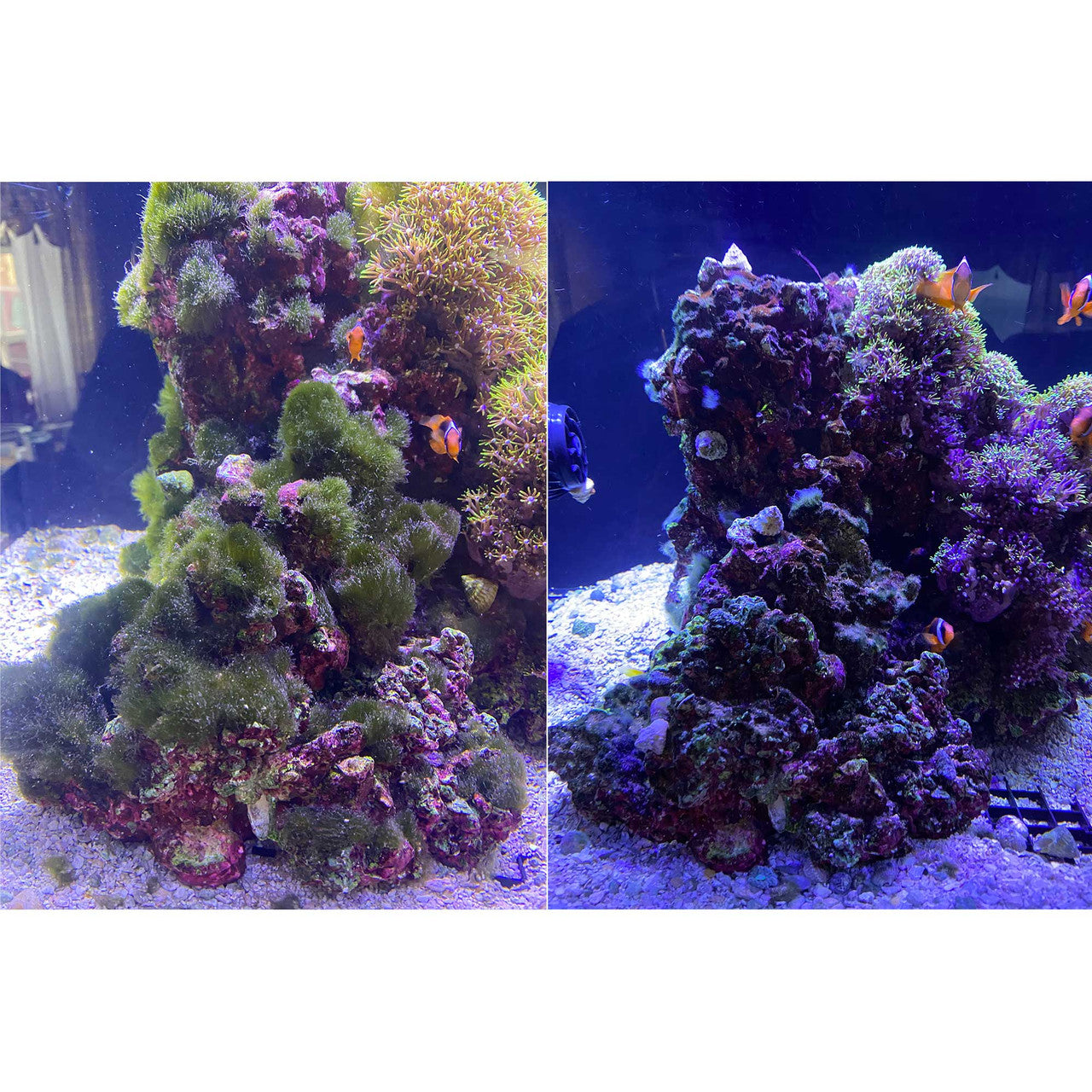 Blue Life Flux RX 200 Gallon