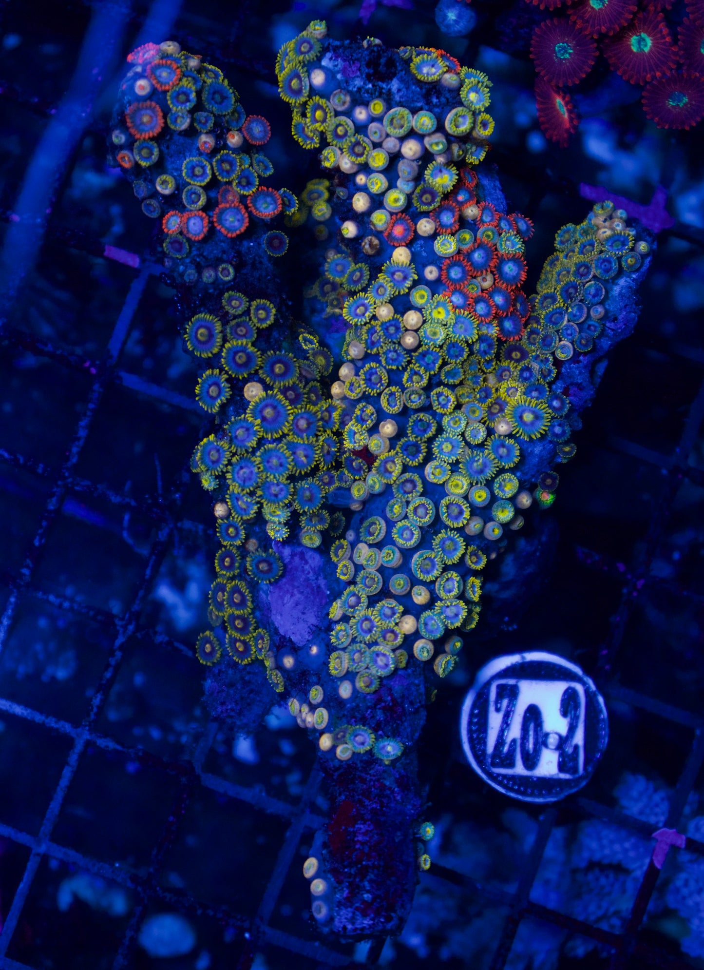 Zoa - WYSIWYG