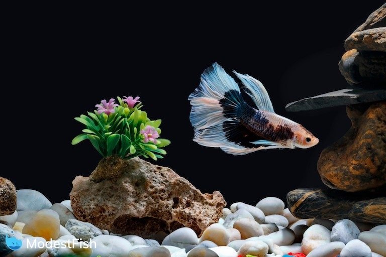 Sandy Shores or Gravel Grounds: Choosing the Perfect Aquarium Substrate