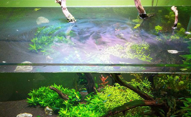 Clearing the Waters: Tackling Aquarium Oil Build-Up Head-On
