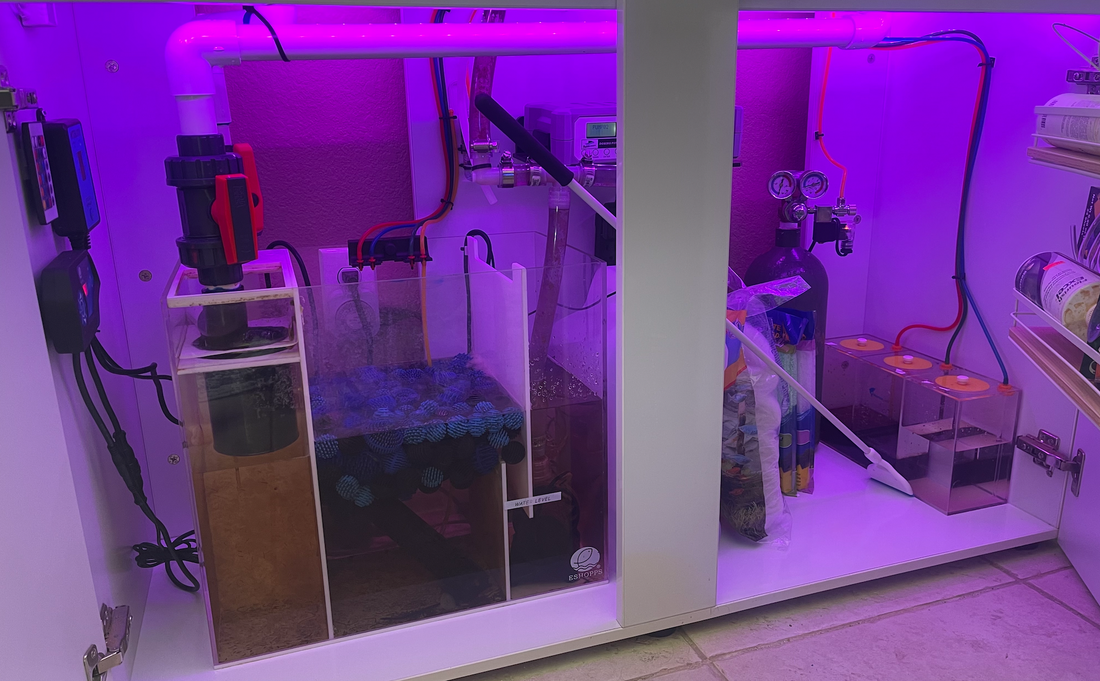 Filtering Through the Options: Exploring the Differences in Aquarium Filtration Methods
