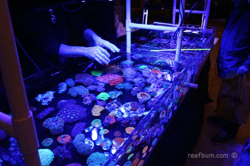 Coral Show Vendor Must-Haves: Packing Your Booth for Success