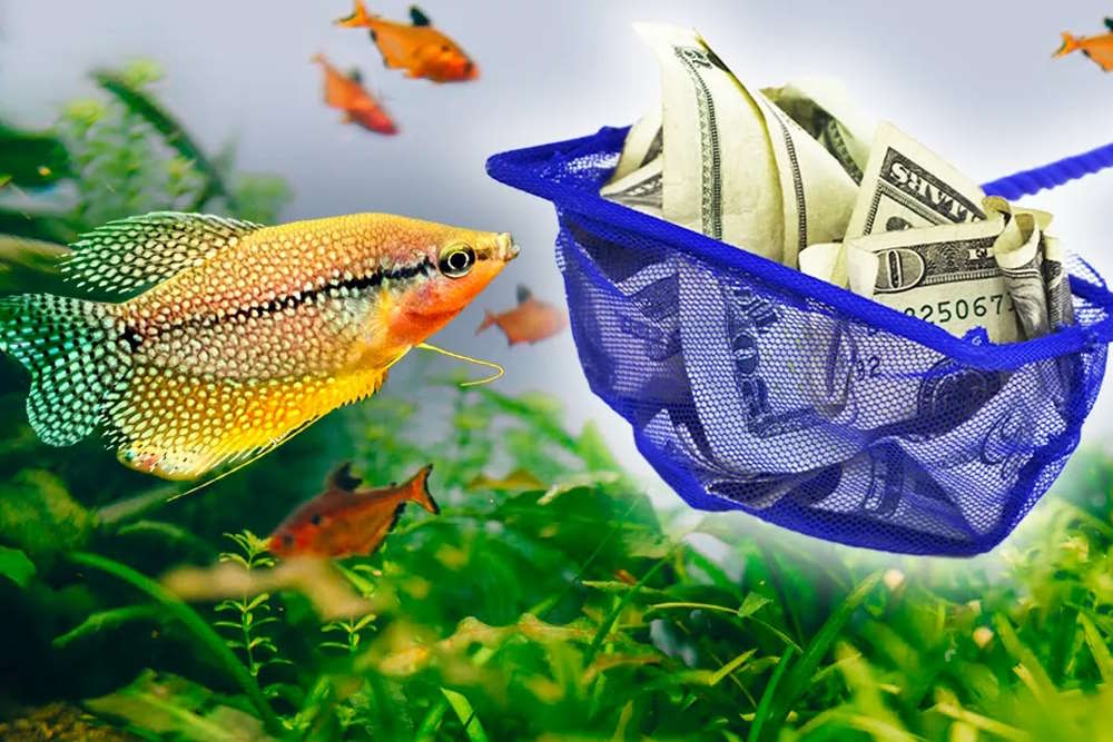 Affordable Aquariums: Money-Saving Hacks for Fishkeepers