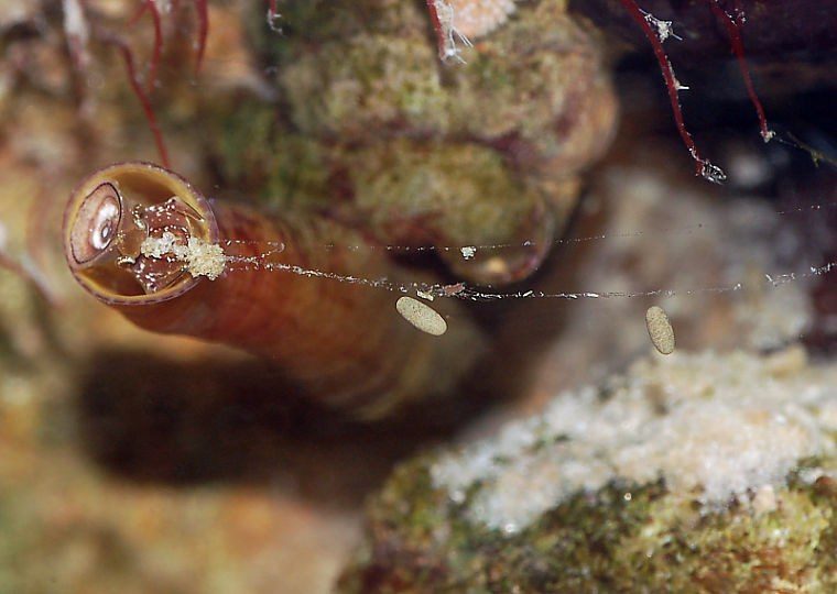 A Sticky Situation: Vermetid Snails