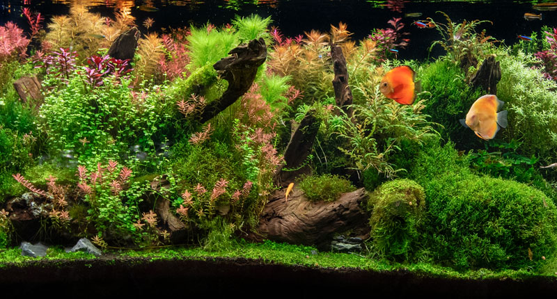 Underwater Botany 101: Choosing, Planting, and Nurturing Aquatic Flora