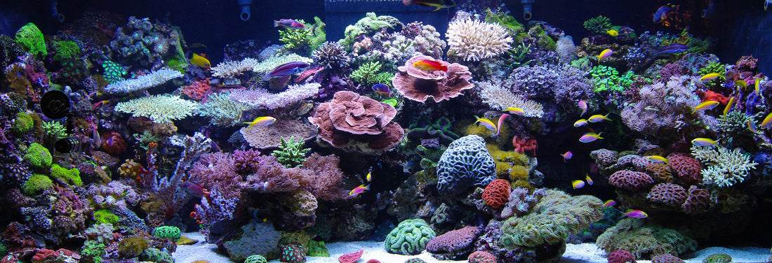 Crafting Underwater Worlds: A Guide to the Art of Aquascaping