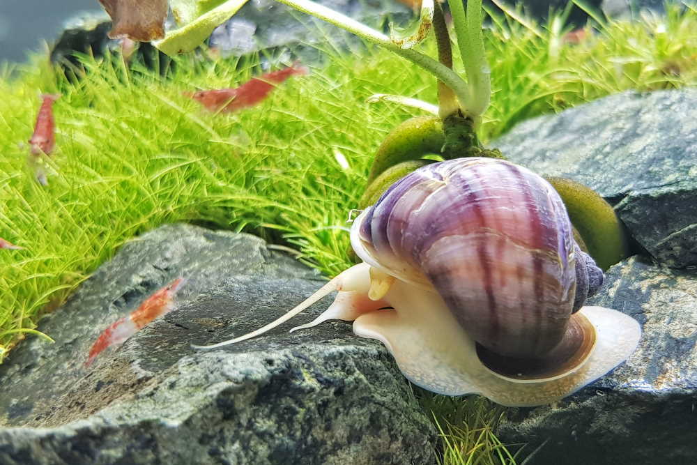 Snail Tales: Differentiating Freshwater Varieties in Your Aquarium