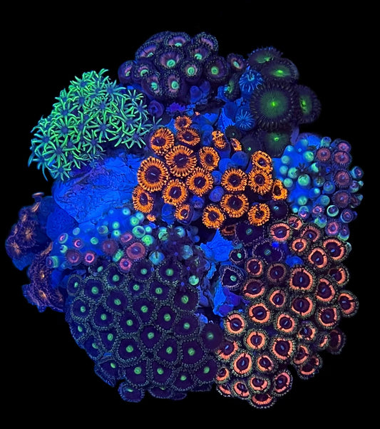 Zoa Rock #1