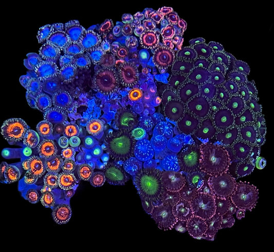 Zoa Rock #4