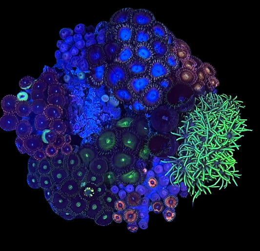 Zoa Rock #5