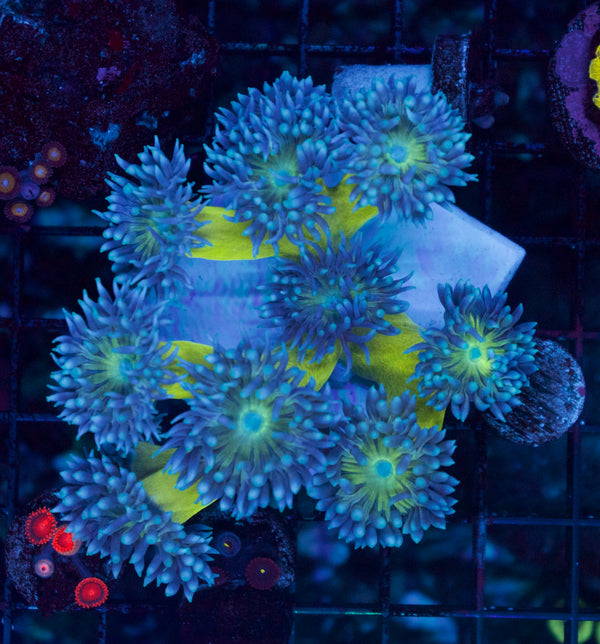 Duncan Colony #1 - WYSIWYG